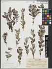 Foto von Salix repens subsp. repens L.